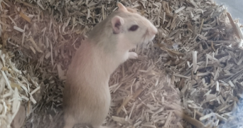 cyrille pet sitter à LUCON 85400_9