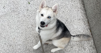 gael pet sitter à ST ETIENNE 42100_3