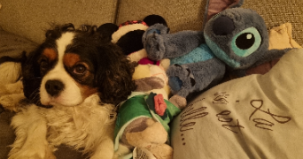 emma pet sitter à LES SABLES D OLONNE 85340_1