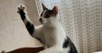 christel pet sitter à NANTES 44300_3