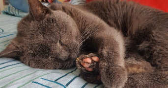 cindy pet sitter à Échouboulains 77830_8