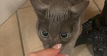 leila pet sitter à LAVAL 53000_3