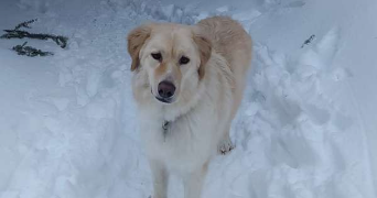 imane pet sitter à NANCY 54000_1