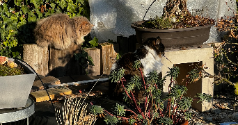 meï pet sitter à LYON 07 69007_4