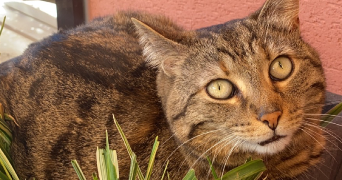 laurine  pet sitter à CHATENOIS 67730_2