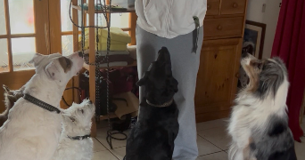 aude pet sitter à ST CYR SUR LOIRE 37540_8