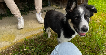 athéna pet sitter à NANTES 44100_3