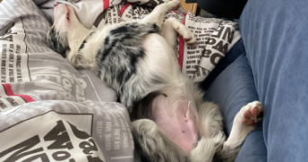 emma pet sitter à LYON 08 69008_3