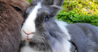alison pet sitter à LE PLESSIS ROBINSON 92350_1