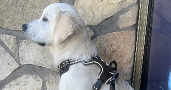 rachid pet sitter à MONTLHERY 91310_3