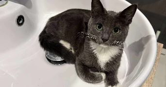 virginie pet sitter à BRIGNOLES 83170_3