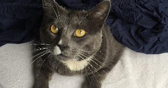 inès pet sitter à GAGNY 93220_2