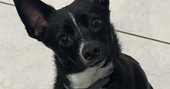 aline pet sitter à LE PETIT QUEVILLY 76140_4