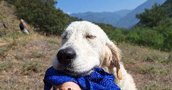 jade pet sitter à ST CLAR DE RIVIERE 31600_1