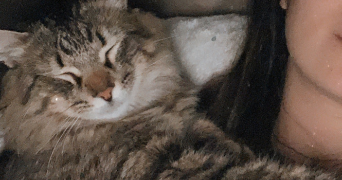 meryem cat sitter à BEZONS 95870_2