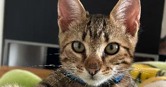 aya cat sitter à POITIERS 86000