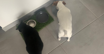 chloe pet sitter à ST ORENS DE GAMEVILLE 31650_2