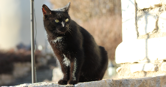 manon pet sitter à FLORAC TROIS RIVIERES 48400_2