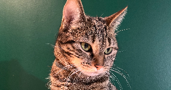 emma pet sitter à Laon 02000_1