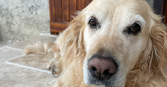 charlotte dog sitter à MURES 74540_5