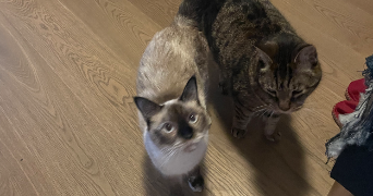 samantha pet sitter à MONTPELLIER 34070_4