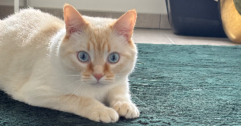 avril pet sitter à CAEN 14000_0