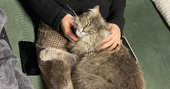 roxane pet sitter à TECOU 81600_8