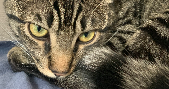 chaïma pet sitter à MARSEILLE 07 13007_2