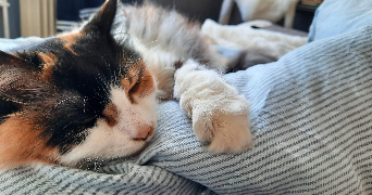 sam pet sitter à ANGOULEME 16000_2