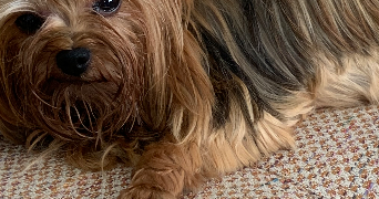 ariane dog sitter à PUYLOUBIER 13114_5