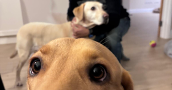 alexa pet sitter à SCIEZ 74140_2