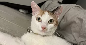 lea pet sitter à LANGON 33210