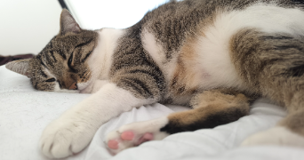 avril pet sitter à La varenne st hilaire 94210_1