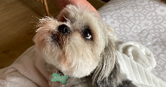 eva pet sitter à PESSAC 33600_2