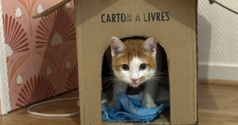 ophelie cat sitter à CHARTRES 28000_17