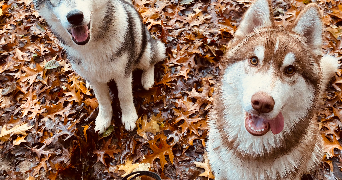 Camille pet sitter à LES LUCS SUR BOULOGNE 85170_2