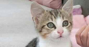 emma pet sitter à LE THUIT DE L OISON 27370_8