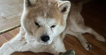 maeva pet sitter à ERSTEIN 67150_2