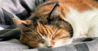 guillaume pet sitter à LAGNY SUR MARNE 77400_3
