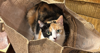 alma pet sitter à PARIS 17 75017_0