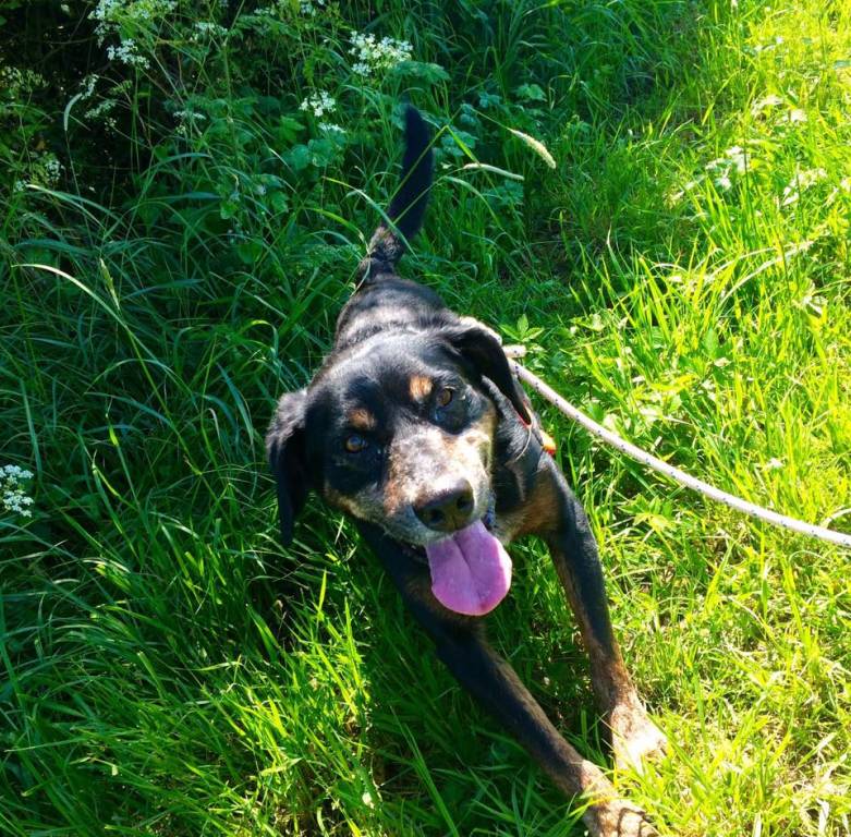 Laëtitia  pet sitter à Bousse 57310_4