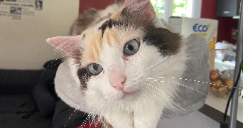 luna pet sitter à TOULOUSE 31400_2