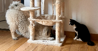 cécilia pet sitter à POUZOLS 34230_1