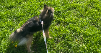 naomie pet sitter à VILLIERS SUR MARNE 94350_7