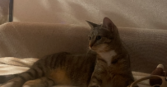 léa pet sitter à PALAISEAU 91120_2