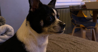 louane pet sitter à MARSEILLE 12 13012_5