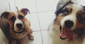 maryne pet sitter à VILLECRESNES 94440_4