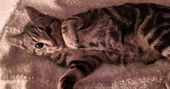 marie-hélène pet sitter à DOUVILLE 24140_7