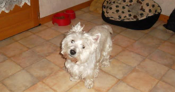 clara pet sitter à VILLEURBANNE 69100_1