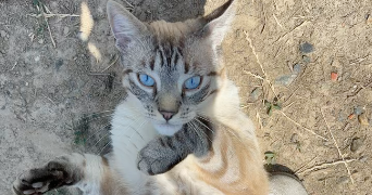 victoria-ambre pet sitter à ST DIDIER SUR CHALARONNE 01140_2